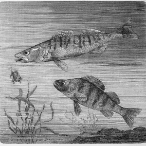 Fisch, Pikascher (Pikasper), Synonyme auch Sander Fisch, Pikascher (Pikasper), Synonyme auch Sander