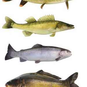 Fish 145 Print Fish 145 Print