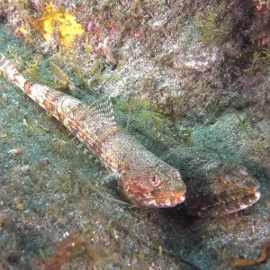 Atlantic Lizardfish Print, Gran Canaria Seabed Atlantic Lizardfish Print, Gran Canaria Seabed