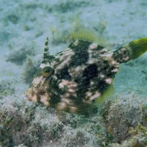 Brown Filefish Camouflage Print, El Cabron Marine Reserve