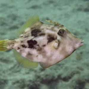 Brown Filefish Camouflage Print, Gran Canaria, Spain