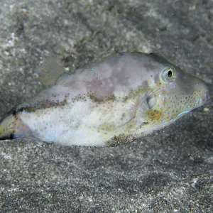 Pointed-Head Pufferfish Print, Tenerife, Canary Islands