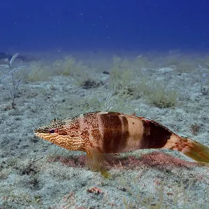 Scribe Wrasse Print, Atlantic Ocean Scribe Wrasse Print, Atlantic Ocean