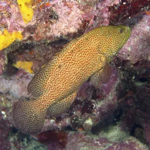 Un poisson avec un motif de écailles brune-rougeâtre. Un poisson avec un motif de écailles brune-rougeâtre.