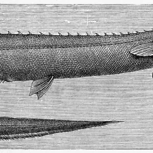 Fisch, Risso-Spinnebauch, Spinnebauch Hai