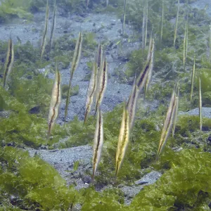Mehrere Fische, gestreifte Schleimfische. Mehrere Fische, gestreifte Schleimfische.