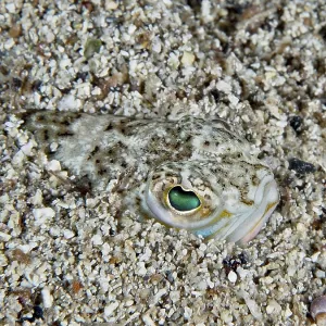 Weever Fish Print, a partially buried head visible above the sandy seabed Weever Fish Print, a partially buried head visible above the sandy seabed