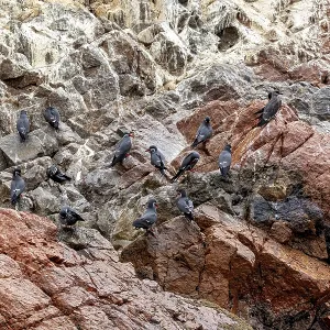 Black Birds Perch on Ballestas Islands Print Black Birds Perch on Ballestas Islands Print