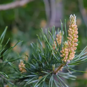 Flowering Pine Tops Print, South Tyrol, Italy Flowering Pine Tops Print, South Tyrol, Italy