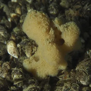 Freshwater Sponge Print, Lake Constance, Switzerland Freshwater Sponge Print, Lake Constance, Switzerland