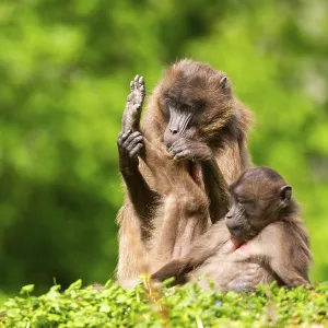 Two Gelada Female Eavesdrop, Captive Print