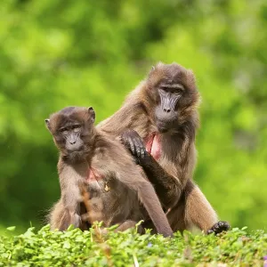 Two Gelada Female Eavesdrop, Captive Print