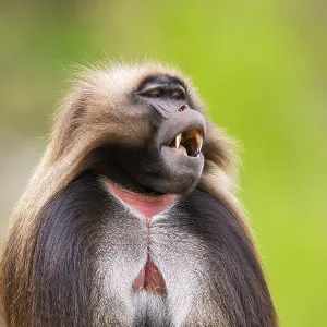 Gelada (Theropithecus gelada) Male Print, Africa Gelada (Theropithecus gelada) Male Print, Africa