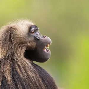 Gelada (Theropithecus gelada) Male Print - Africa