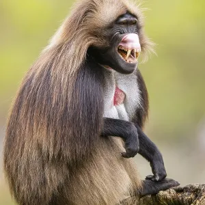 Gelada (Theropithecus gelada) Print - Captive Africa