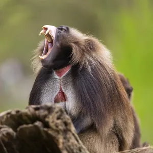 Gelada (Theropithecus gelada) Print, Captive in Africa