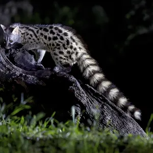 Genetta genetta Print: Andalusian Genet at Night, Spain Genetta genetta Print: Andalusian Genet at Night, Spain