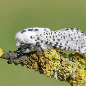 Giant Leopard Moth Perched on Lichen Covered Branch Print Giant Leopard Moth Perched on Lichen Covered Branch Print