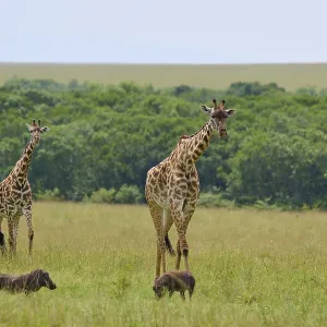 Masai Giraffe Print: Kenya's Vast Plain Landscape Masai Giraffe Print: Kenya's Vast Plain Landscape
