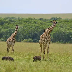 Masai Giraffe Print: Kenya Savannah Scene Masai Giraffe Print: Kenya Savannah Scene