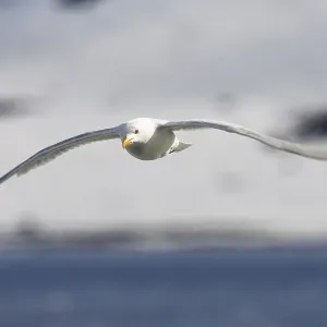 Glaucous Gull in Flight Print, Spitsbergen, Norway Glaucous Gull in Flight Print, Spitsbergen, Norway