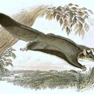 19th Century Gliding Hawk Print 19th Century Gliding Hawk Print