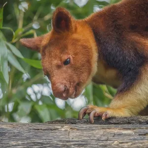 Goodfellow's Tree Kangaroo Print, Dendrolagus goodfellowi buergersi Goodfellow's Tree Kangaroo Print, Dendrolagus goodfellowi buergersi