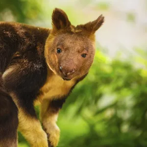 Goodfellow's Tree Kangaroo Print, Dendrolagus goodfellowi buergersi Goodfellow's Tree Kangaroo Print, Dendrolagus goodfellowi buergersi