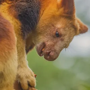 Goodfellow's Tree Kangaroo Print, Dendrolagus goodfellowi buergersi Goodfellow's Tree Kangaroo Print, Dendrolagus goodfellowi buergersi