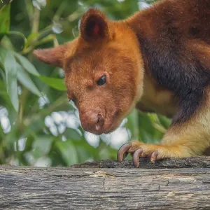Goodfellow's Tree Kangaroo Print, Dendrolagus goodfellowi buergersi Goodfellow's Tree Kangaroo Print, Dendrolagus goodfellowi buergersi