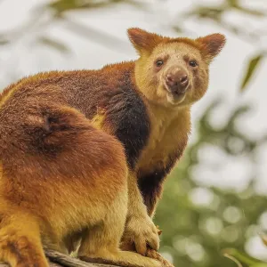 Goodfellow's Tree Kangaroo Print, Dendrolagus goodfellowi buergersi Goodfellow's Tree Kangaroo Print, Dendrolagus goodfellowi buergersi