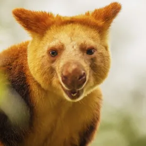 Goodfellow's Tree Kangaroo Print, Dendrolagus goodfellowi buergersi Goodfellow's Tree Kangaroo Print, Dendrolagus goodfellowi buergersi