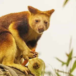Goodfellow's Tree Kangaroo Print, Dendrolagus goodfellowi buergersi Goodfellow's Tree Kangaroo Print, Dendrolagus goodfellowi buergersi