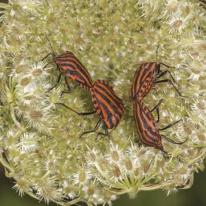 Graphosoma lineatum Print: Red and black striped stink bug Graphosoma lineatum Print: Red and black striped stink bug