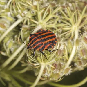 Graphosoma lineatum Print - Red and Black Striped Stink Bug Graphosoma lineatum Print - Red and Black Striped Stink Bug