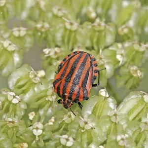 Graphosoma lineatum Print - Striped Bug Graphosoma lineatum Print - Striped Bug