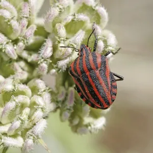 Graphosoma lineatum Print - Striped Bug Graphosoma lineatum Print - Striped Bug
