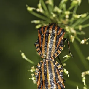Graphosoma lineatum Print - Striped Bug Graphosoma lineatum Print - Striped Bug