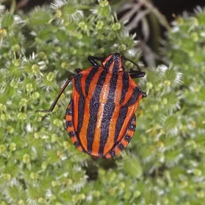 Graphosoma lineatum Print - Striped Bug Graphosoma lineatum Print - Striped Bug