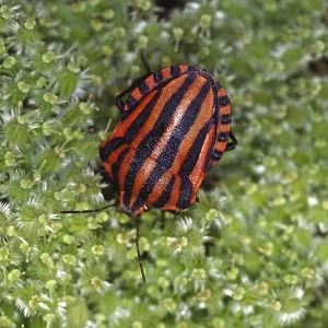 Graphosoma lineatum Print - Striped Bug Graphosoma lineatum Print - Striped Bug