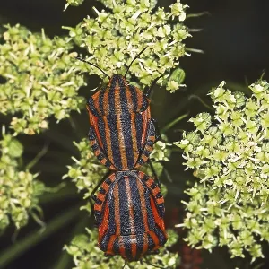 Graphosoma lineatum Print - Mating Striped Bugs Graphosoma lineatum Print - Mating Striped Bugs