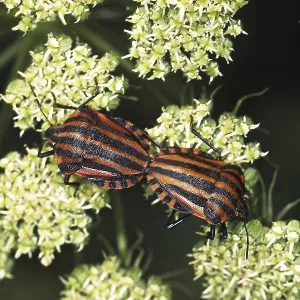 Graphosoma lineatum Print - Mating Striped Bug Graphosoma lineatum Print - Mating Striped Bug