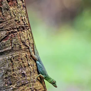 A Green Lizard Climbs a Tree Trunk Print A Green Lizard Climbs a Tree Trunk Print
