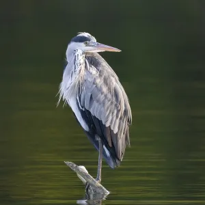 A Grey Heron Print, Umminger See, Germany A Grey Heron Print, Umminger See, Germany