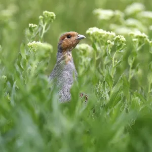 Grey Partridge (Perdix perdix) Print: Rooster in Flowering Meadow Grey Partridge (Perdix perdix) Print: Rooster in Flowering Meadow