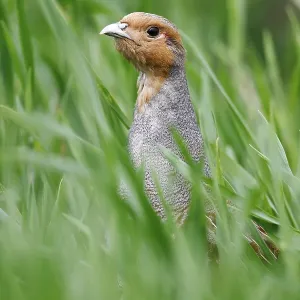 Grey Partridge (Perdix perdix) Print - Rooster in a Meadow Grey Partridge (Perdix perdix) Print - Rooster in a Meadow