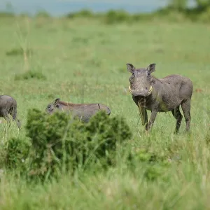 Warthog Grazing Print, Masai Mara National Reserve, Kenya