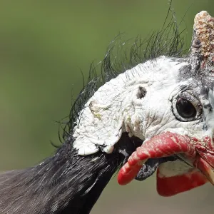 Guineafowl Print - ImageBROKER