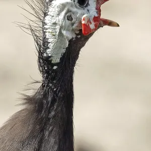 Guineafowl Print - Image of a Guineafowl Bird
