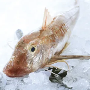 Gurnard Fish Print Gurnard Fish Print